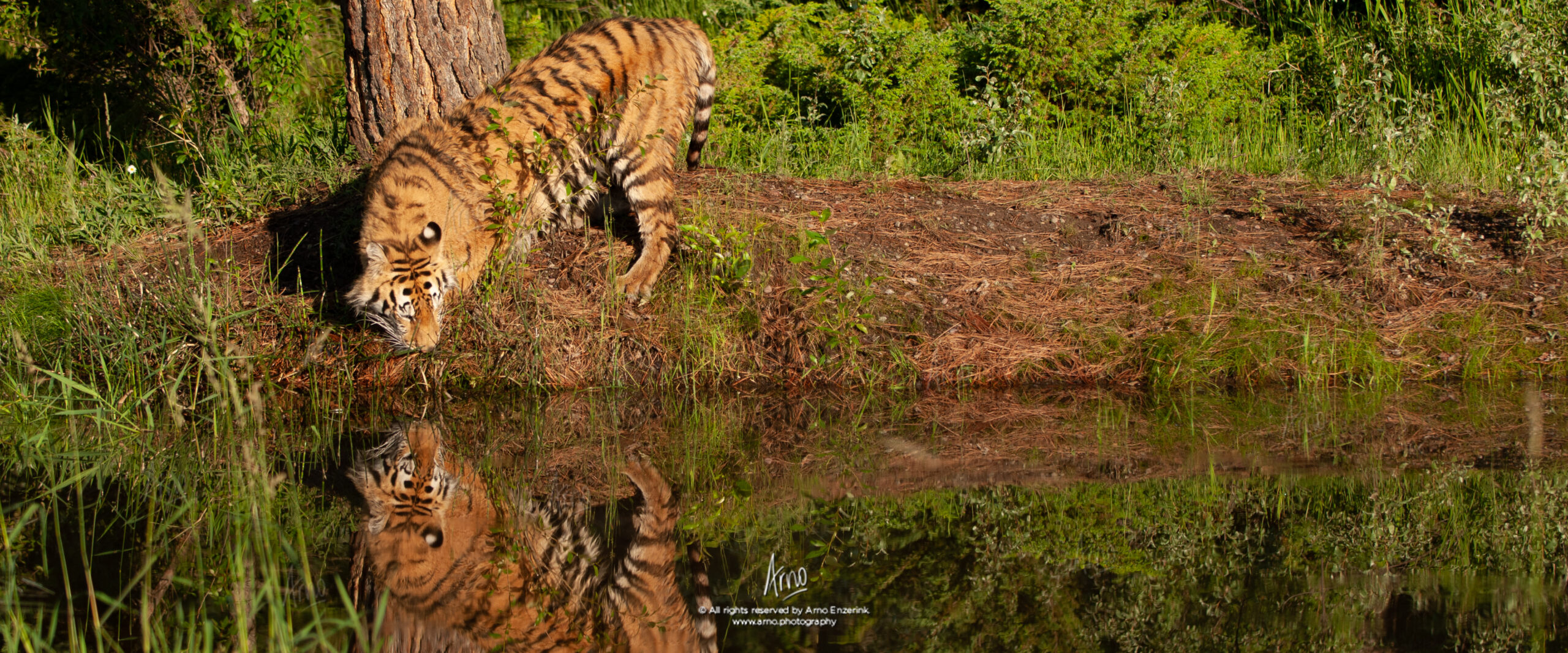 Siberian tiger casting reflection in a pond
