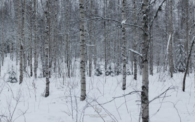 Birch forest in winter