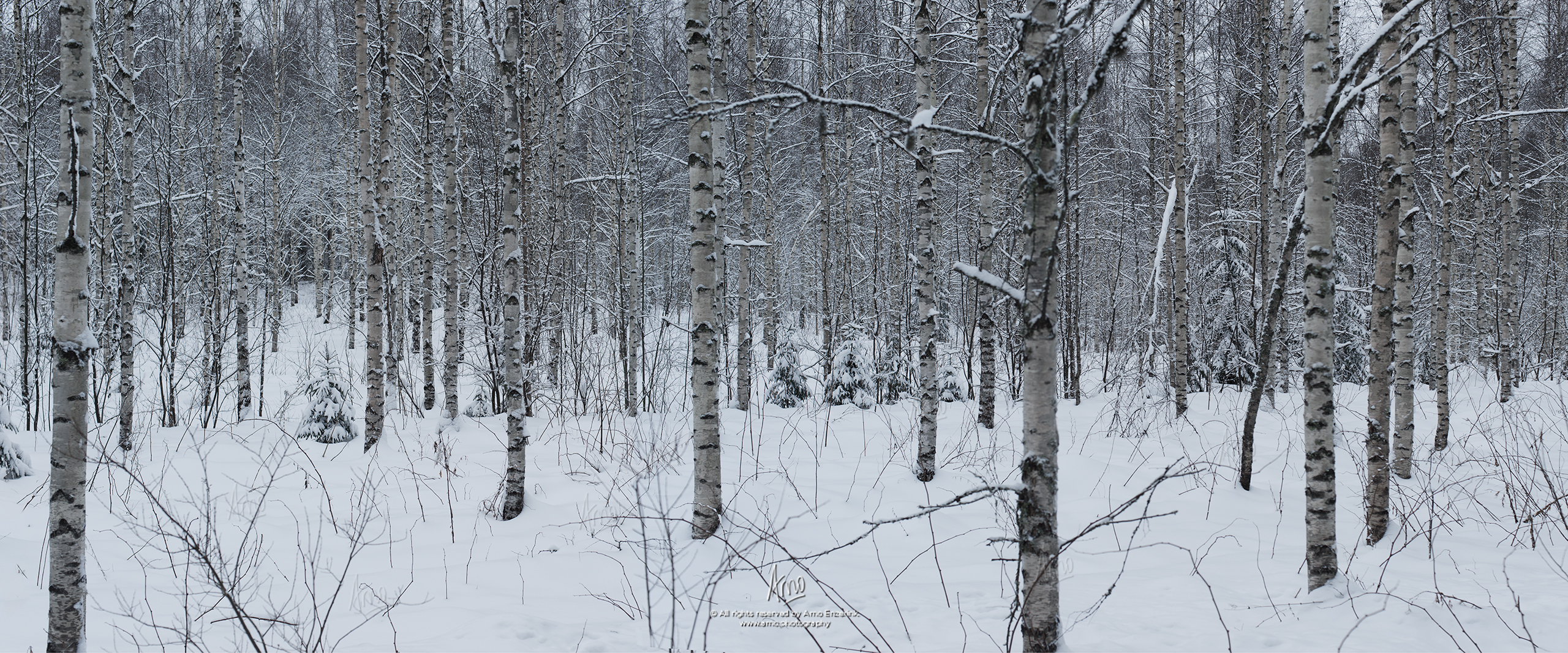 Panorama of a birch forest in winter