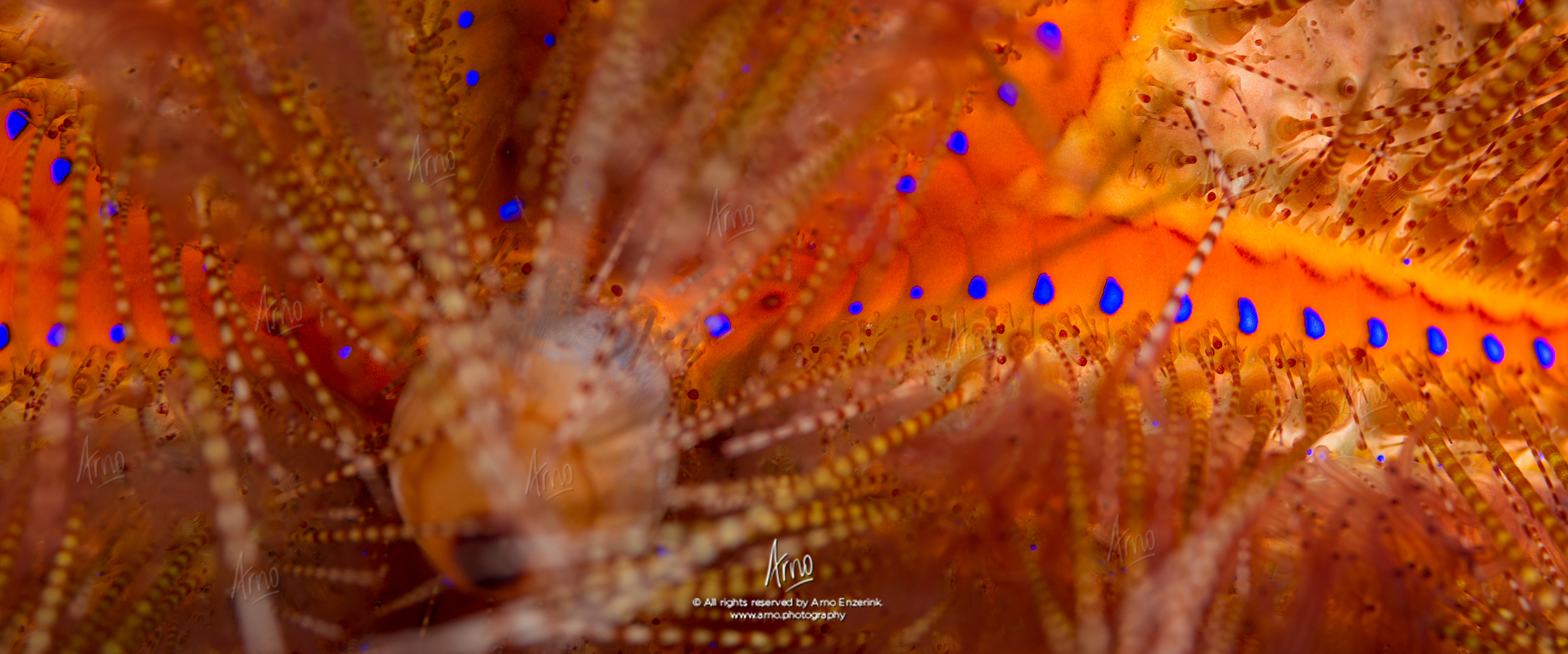 Detail of a blue-spotted sea urchin Detail of a blue-spotted sea urchin