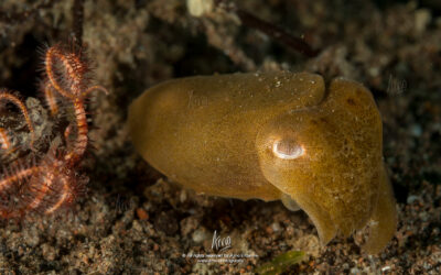 Muck diving
