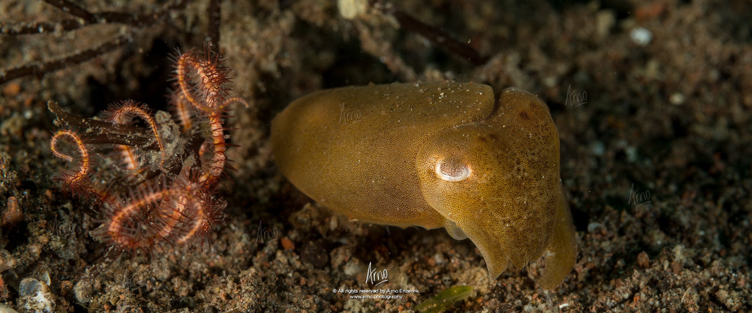 Cuttlefish pretending to be invisible