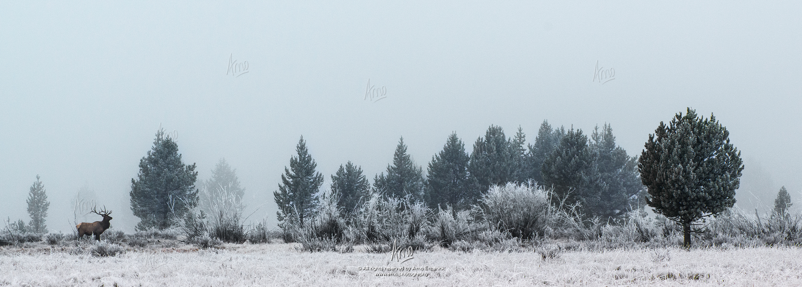 Male elk standing at the tree line of a forest covered in fog in the Rocky Mountains