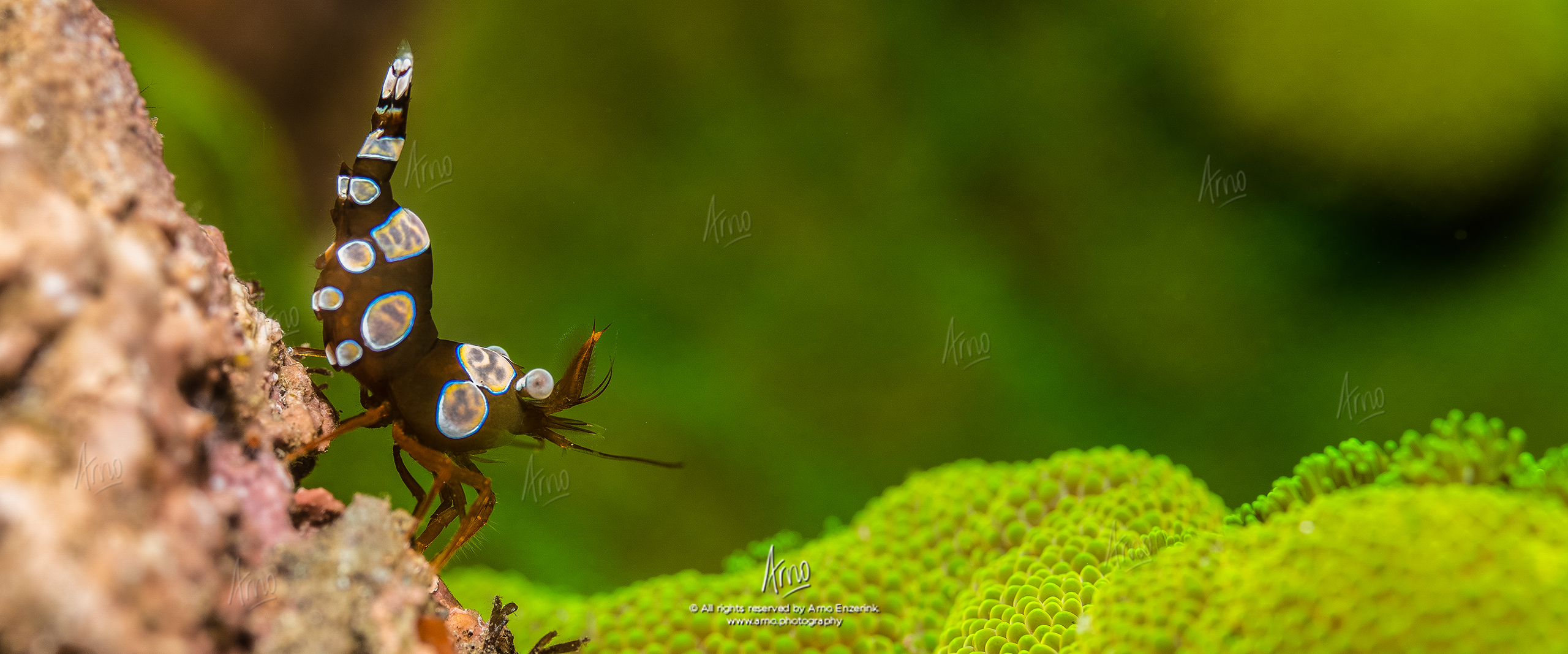 Squat shrimp on a coral