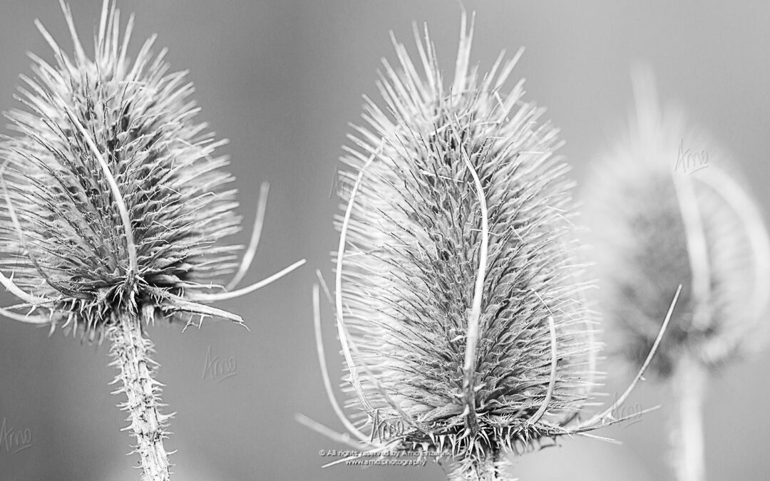 Common Teasel