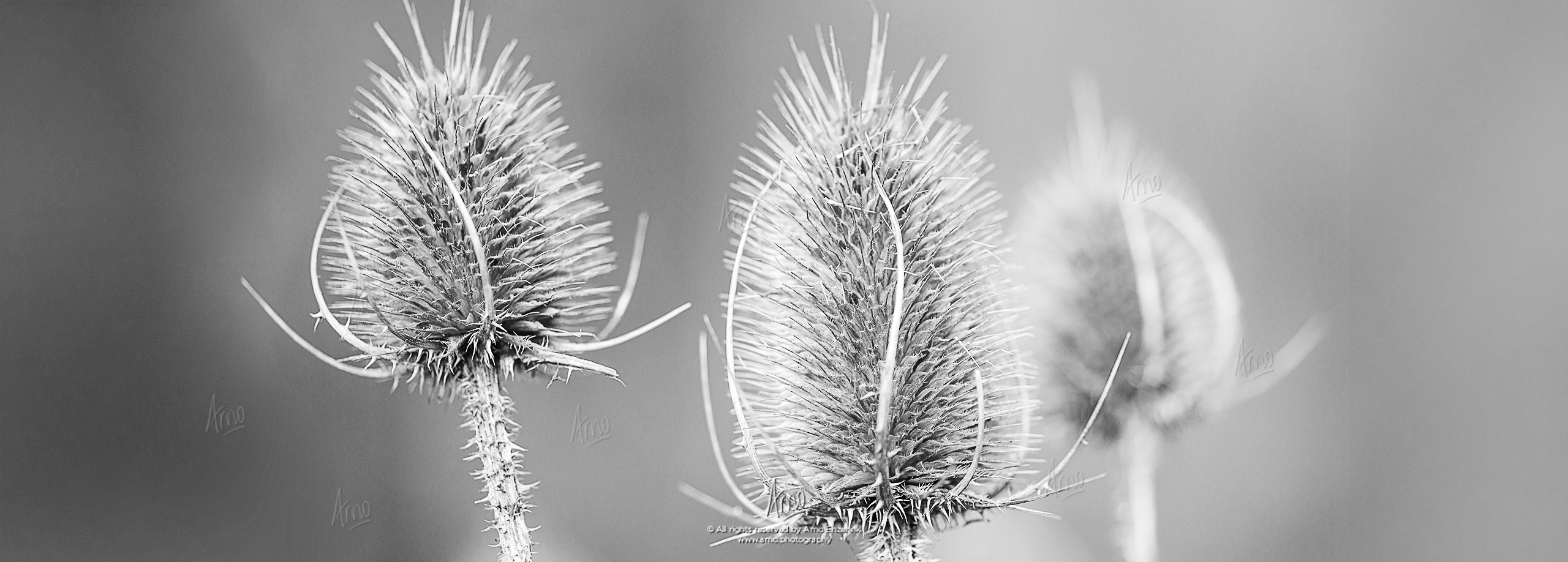 Common teasel in winter state Common teasel in winter state