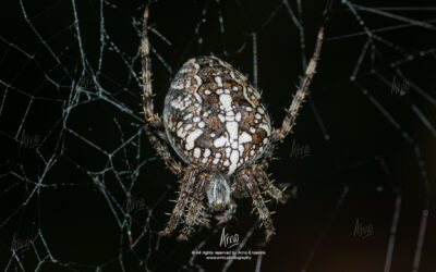 Spiders (pt. i)