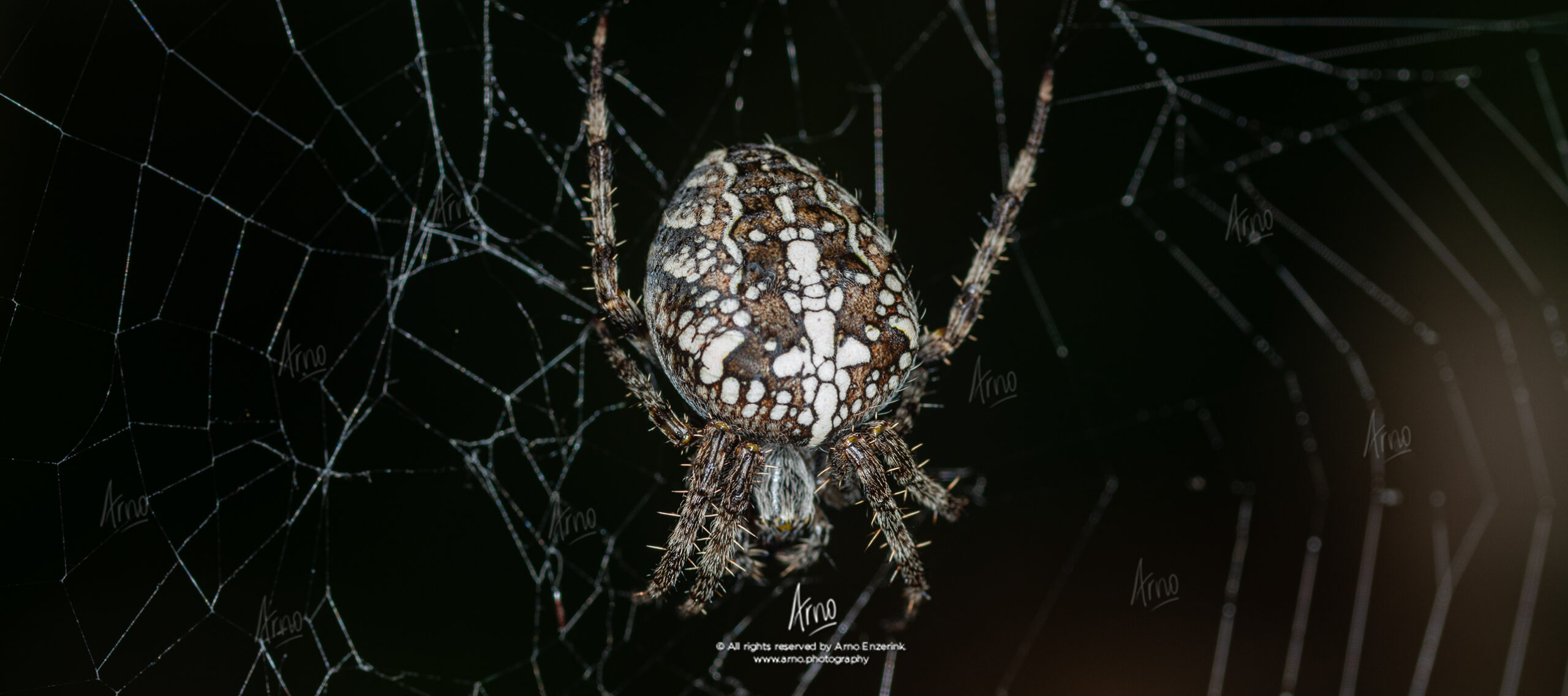 European garden spider in its web