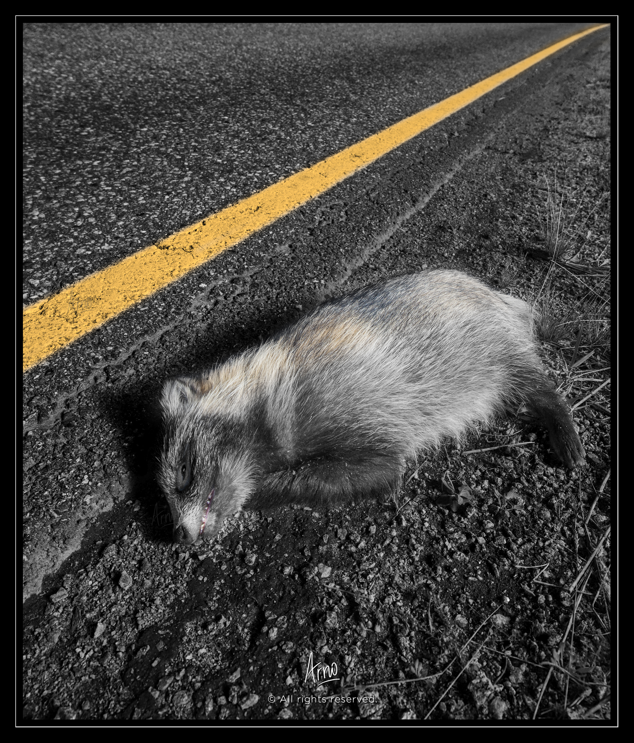 raccoon, dog, ignorance, mankind