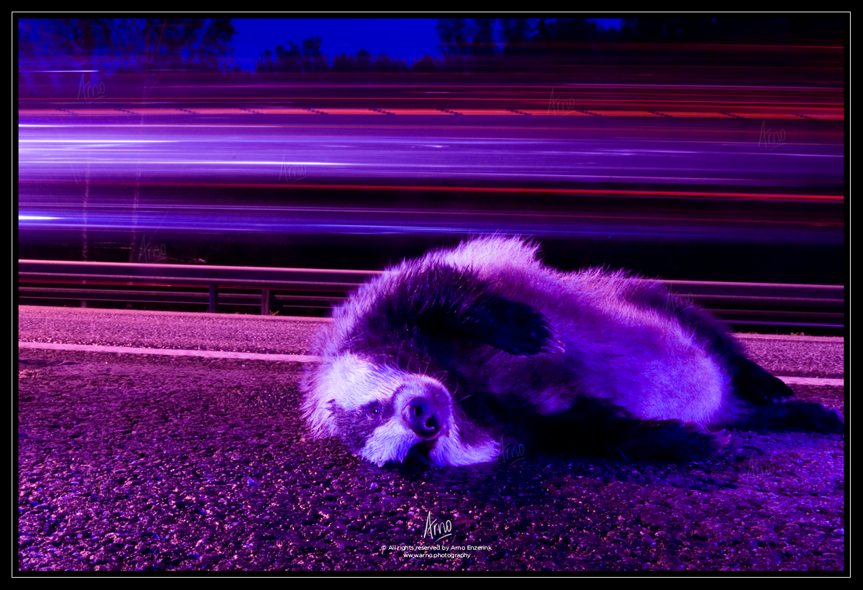 Ignorance of Mankind, Fine Art, badger, roadkill