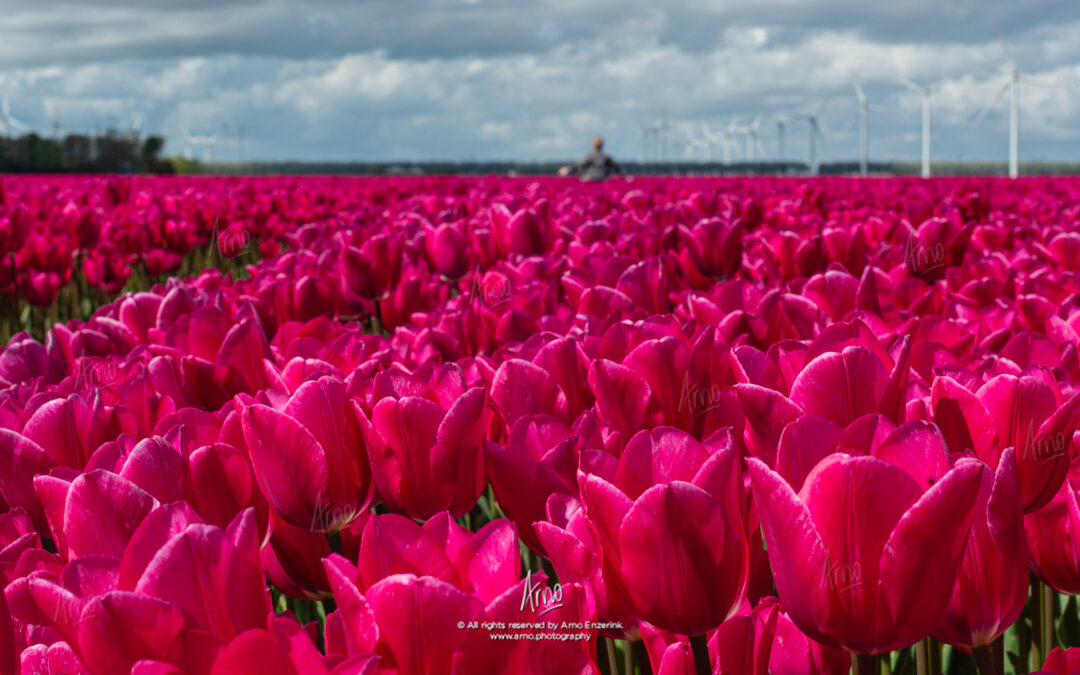 Tulip country