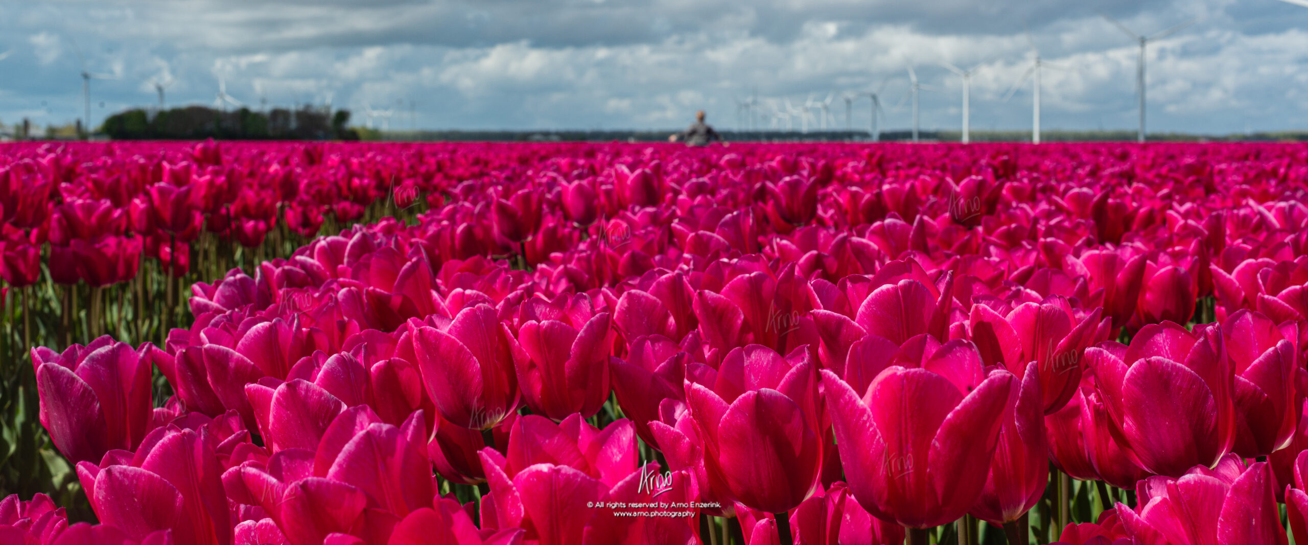 Boy running through a tulip field in the Netherlands