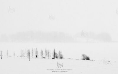 A year on Arabianranta