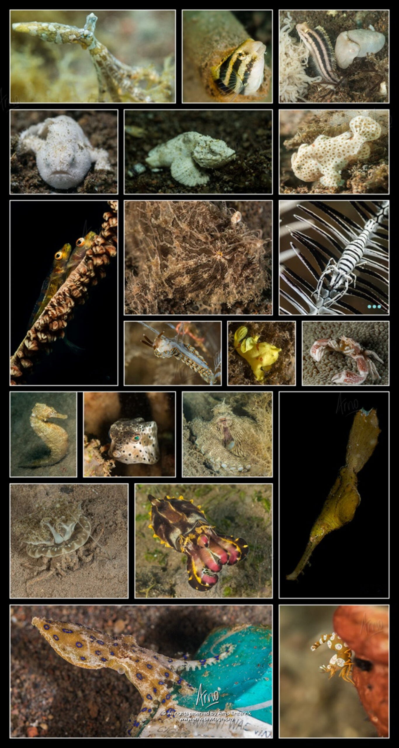muck, diving, critters, collage