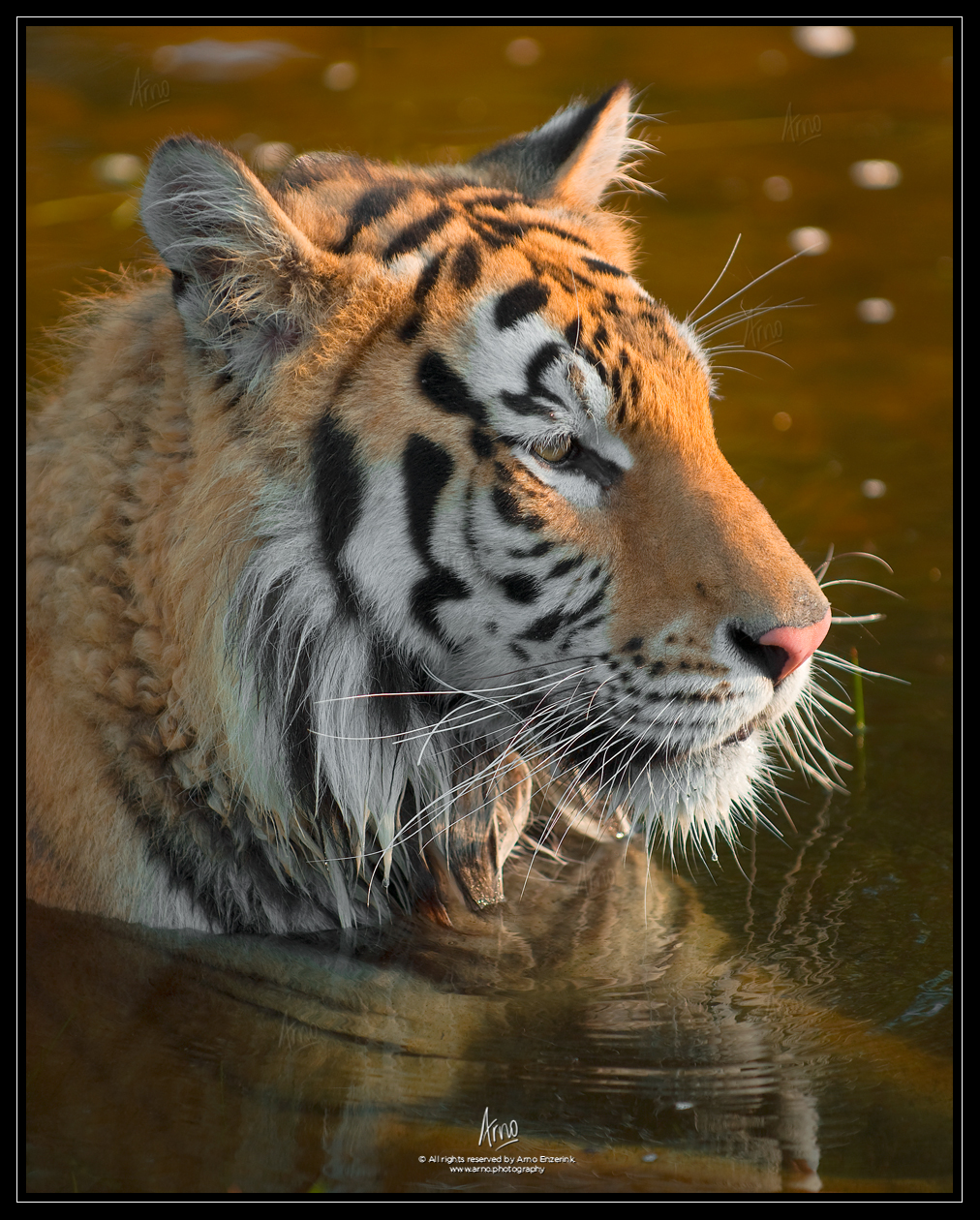 siberian, tiger, wildlife, photography