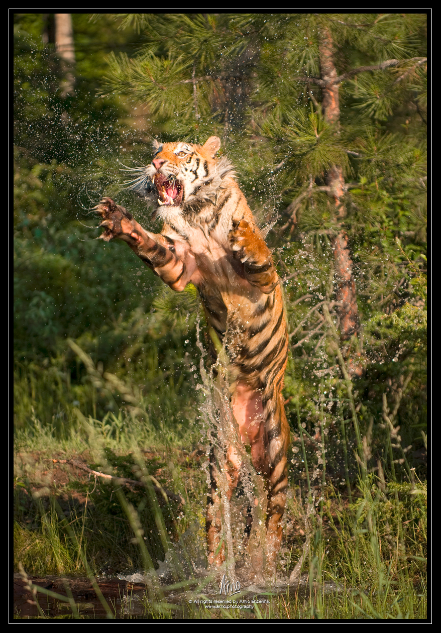 siberian, tiger, wildlife, photography