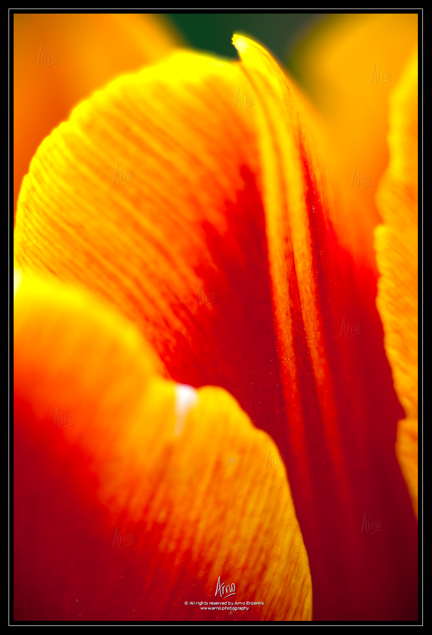macro, photography, tulip, fine art