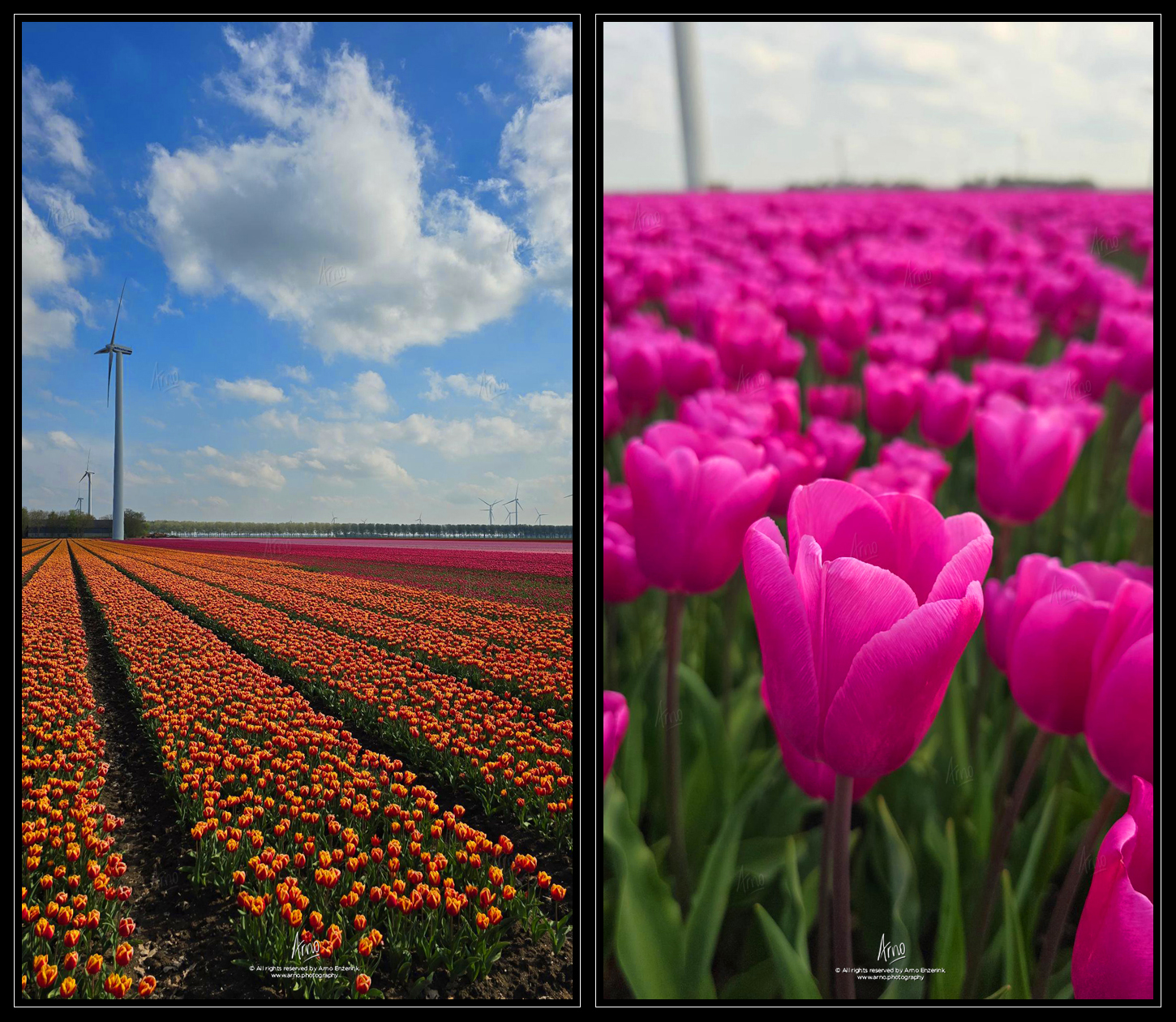 tulips, landscape, wind, mill