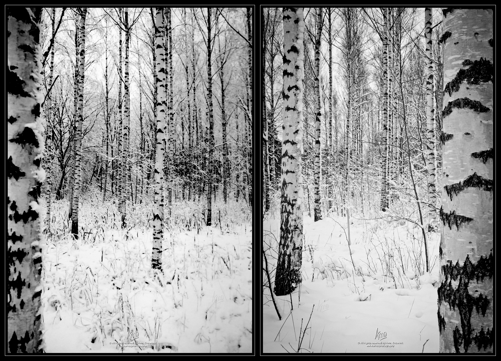 birch, forest, trees, winter, snow, landscape