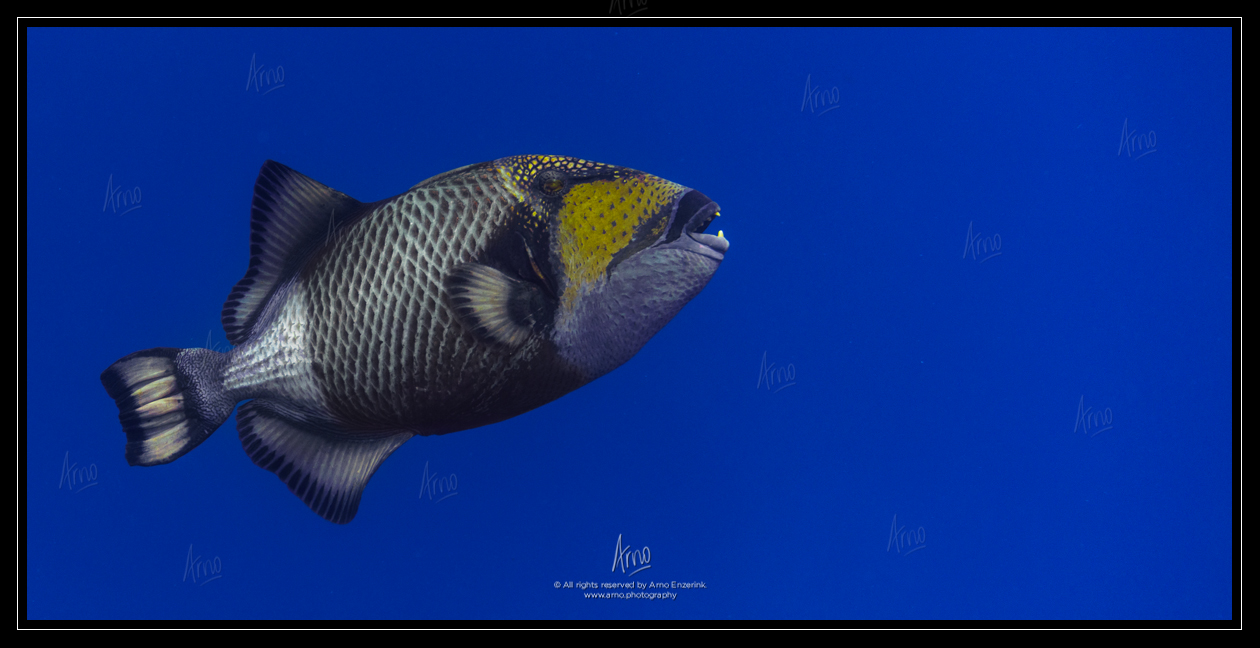 Titan triggerfish swimming in open water