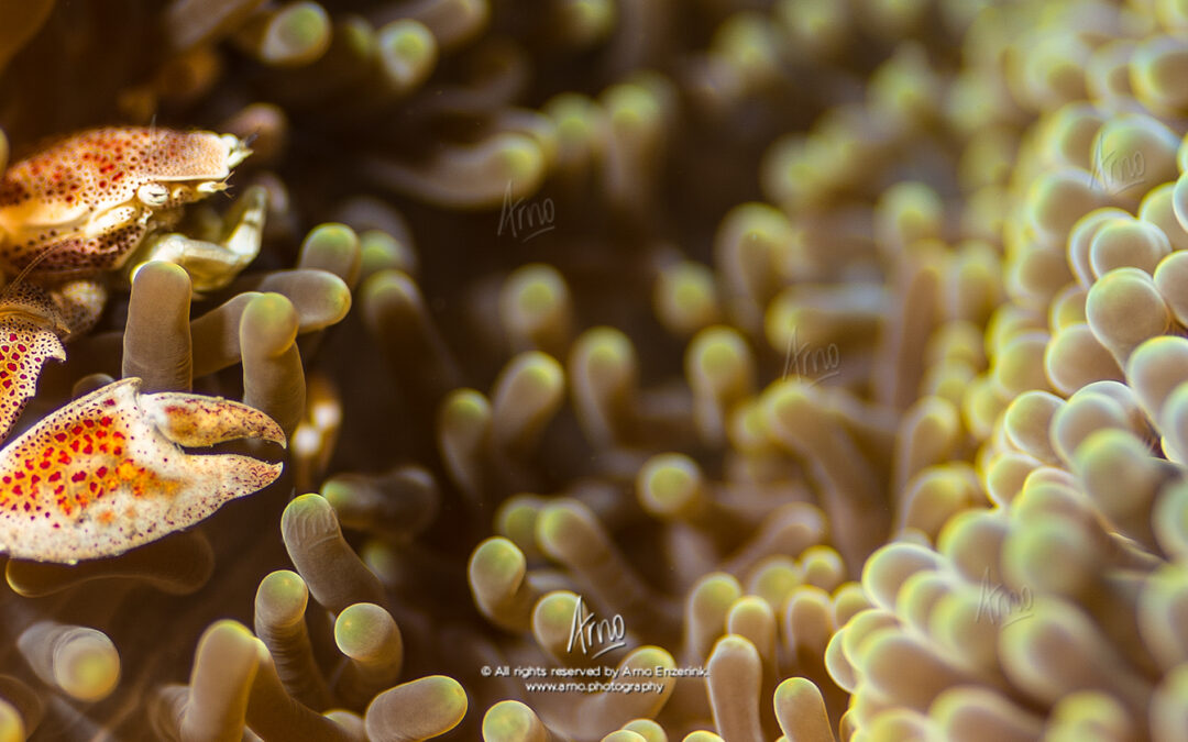 Porcelain crabs (pt. i)