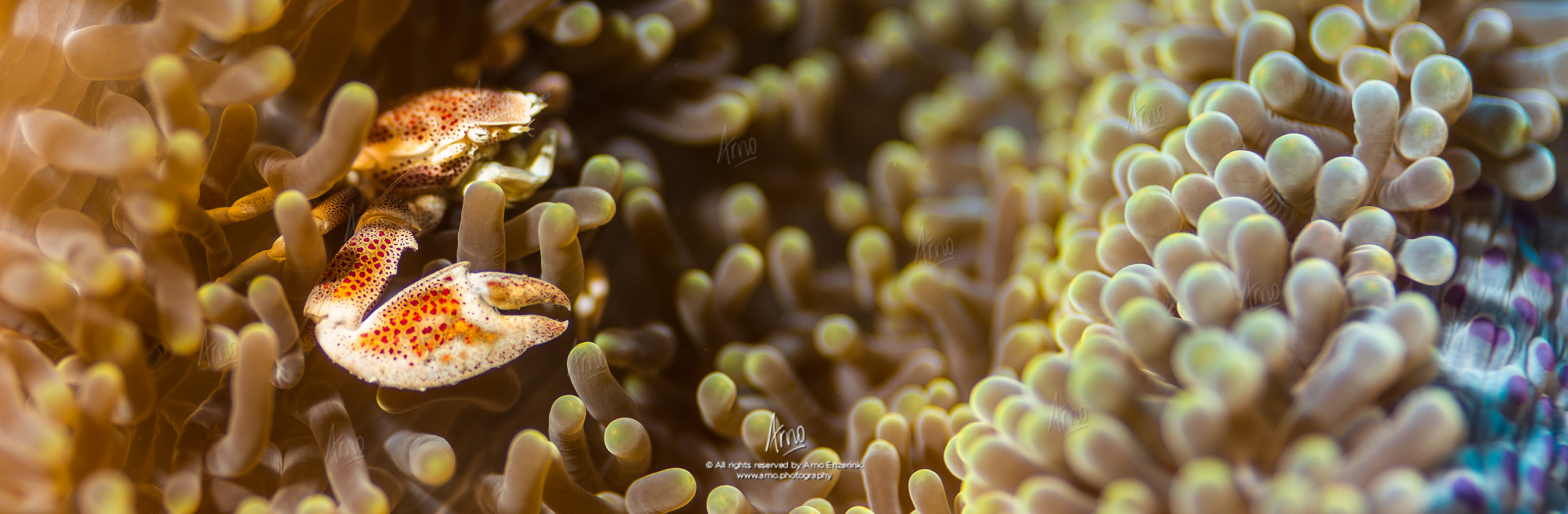 Porcelain crab half hidden in an anemone