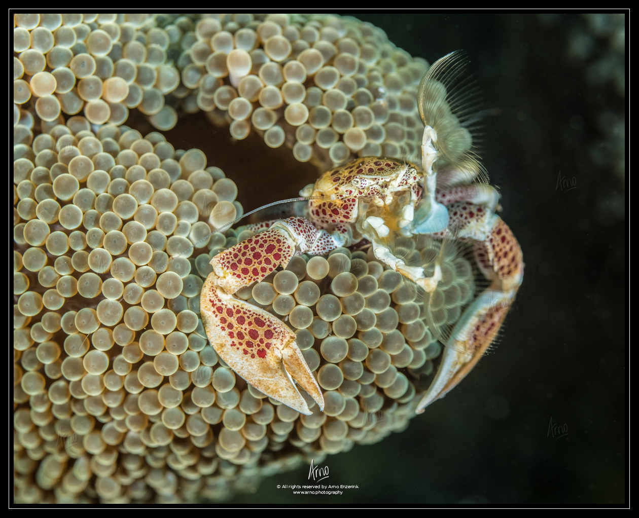 Porcelain crab holding out its feelers to filter the water for food