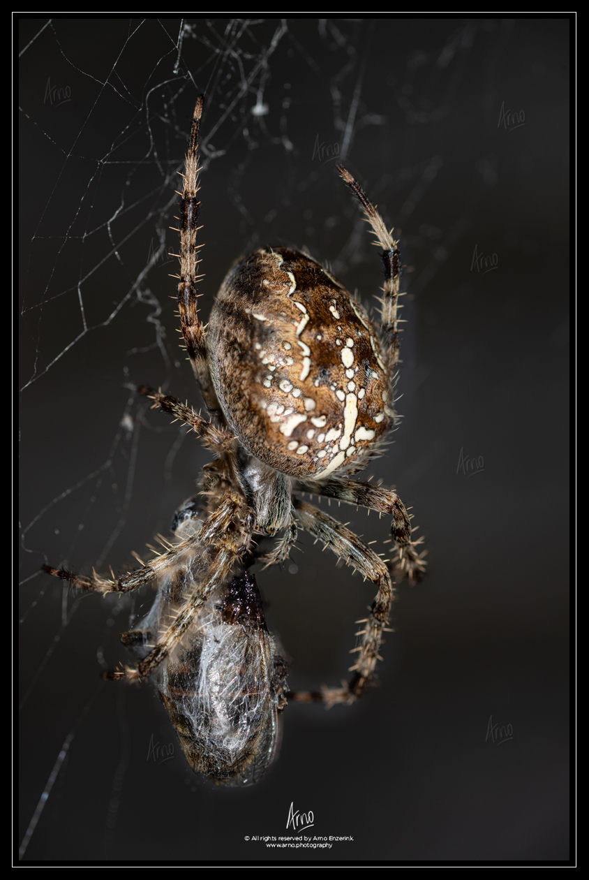 cross, spider, orb, weaver, araneus, arachnid