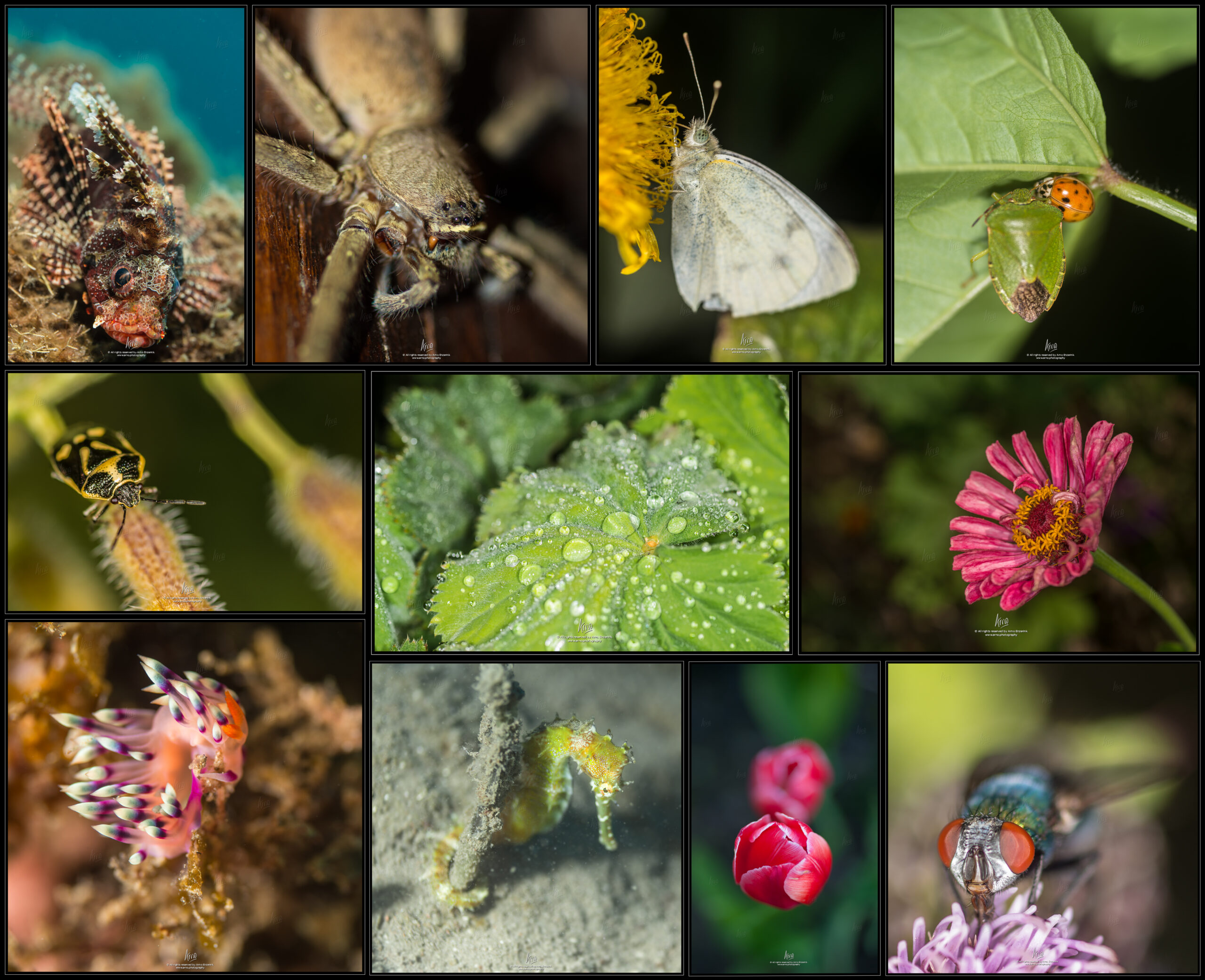 Type of photographer collage