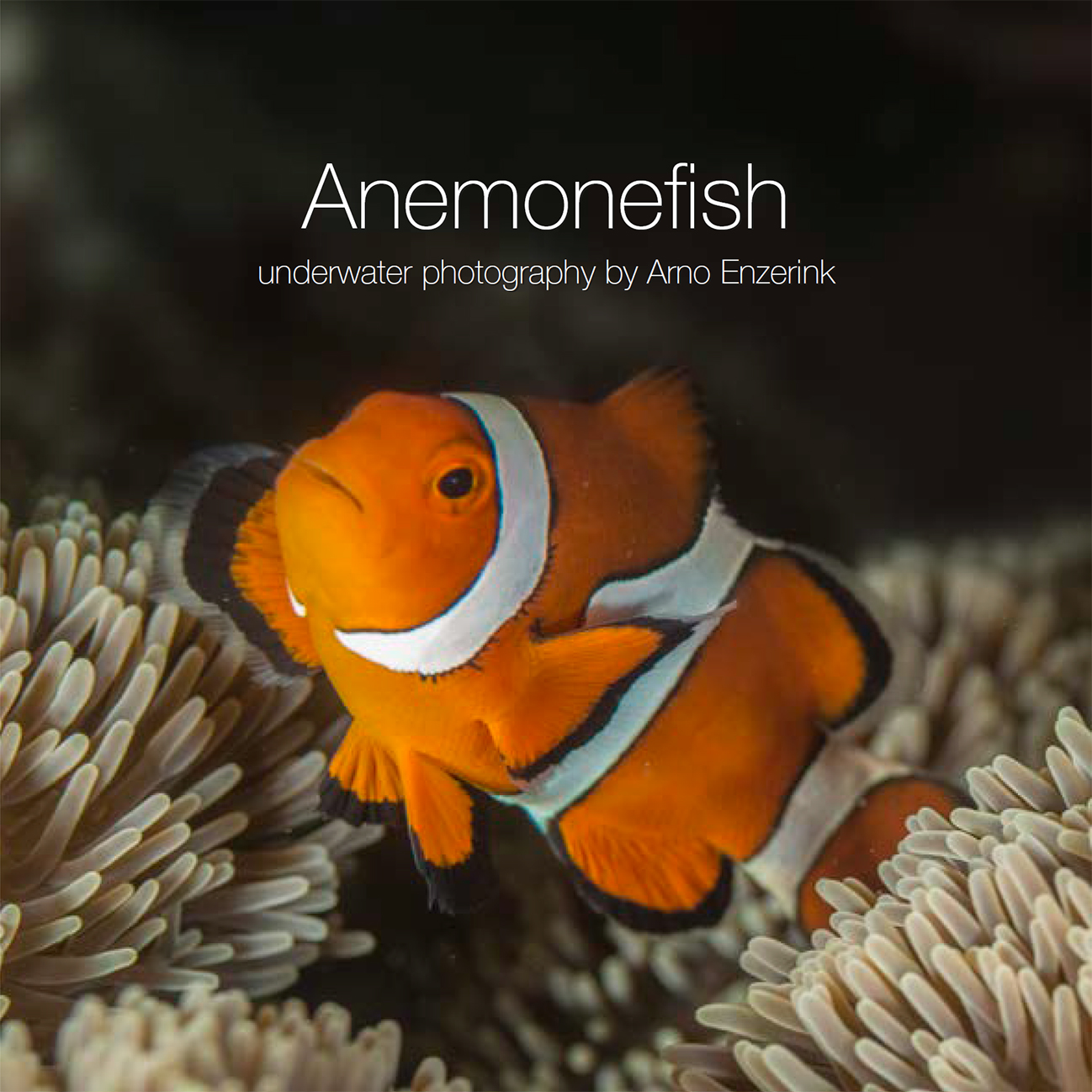 Anemonefish e-book cover
