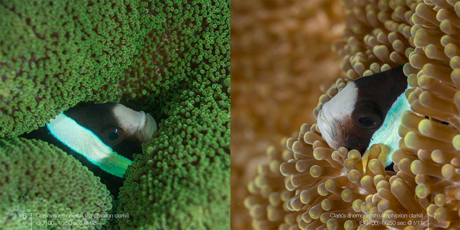 Clark's anemonefish from Anemonefish e-book