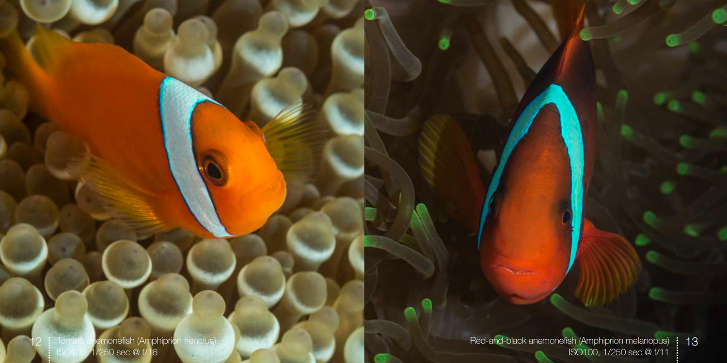Tomato clownfish from Anemonefish e-book