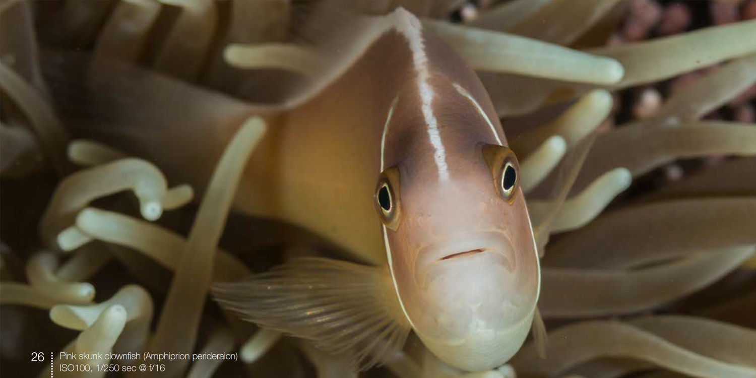 Pink skunk anemonefish from Anemonefish e-book