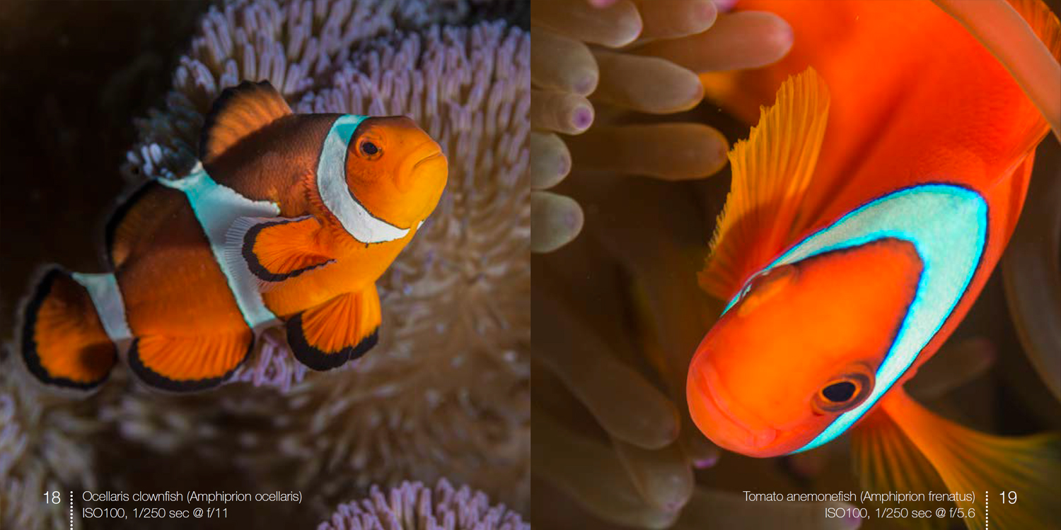Ocellaris clownfish / tomato clownfish from Anemonefish e-book