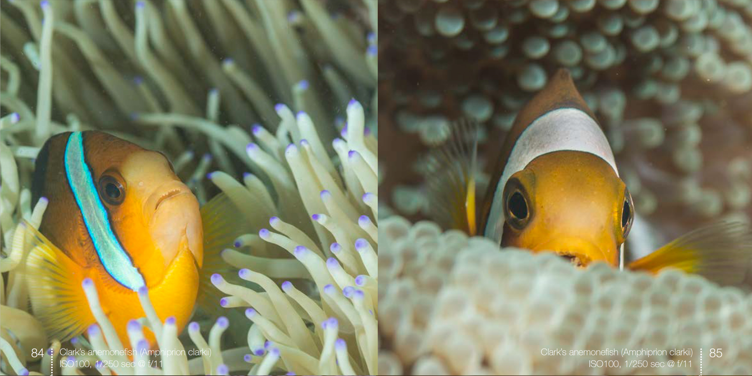 Clark's anemonefish from Anemonefish e-book