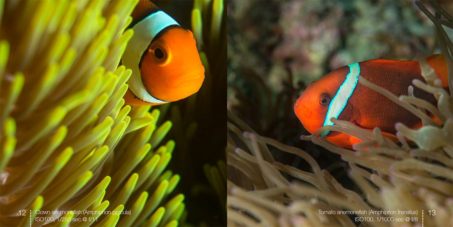 Anemonefish from Below the surface around Camiguin Island
