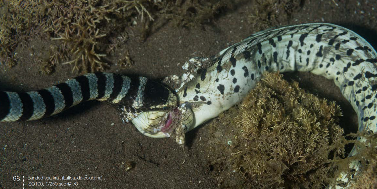 Banded sea krait eating moray from Below the surface around Camiguin Island