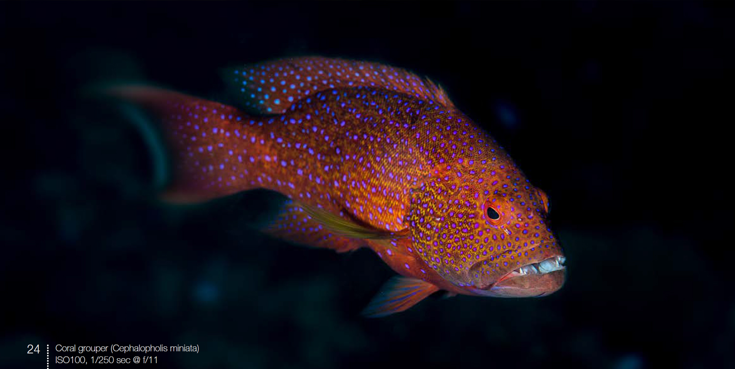 Coral grouper from Below the surface around Camiguin Island