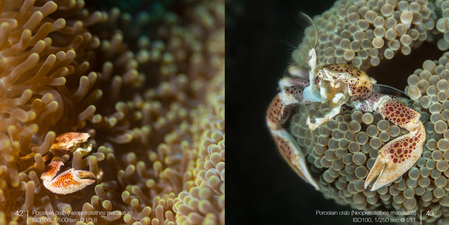 Porcelain crabs from Below the surface around Camiguin Island
