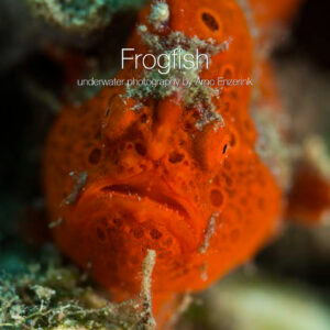 Frogfish e-book cover
