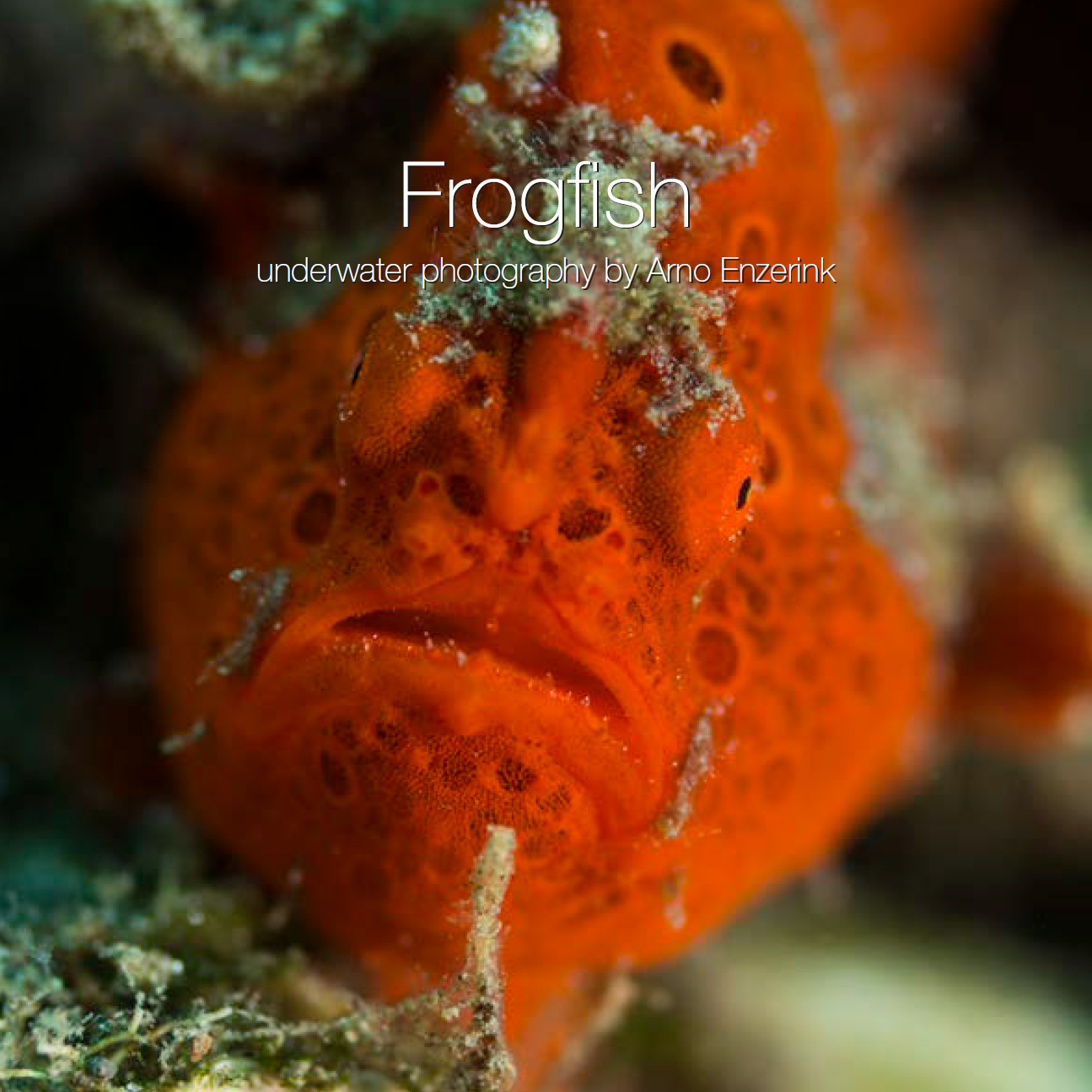 Frogfish e-book cover