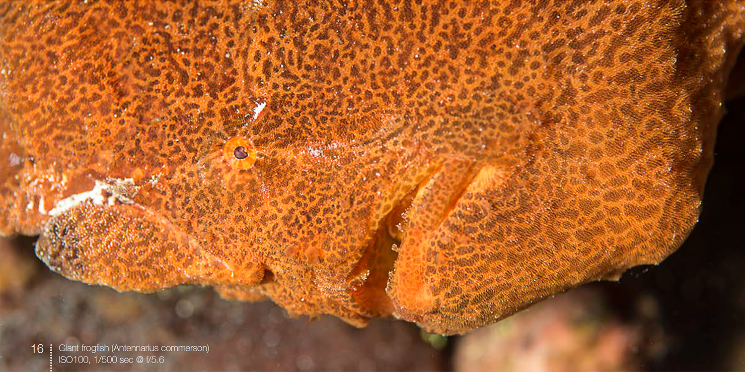 Giant frogfish from frogfish e-book
