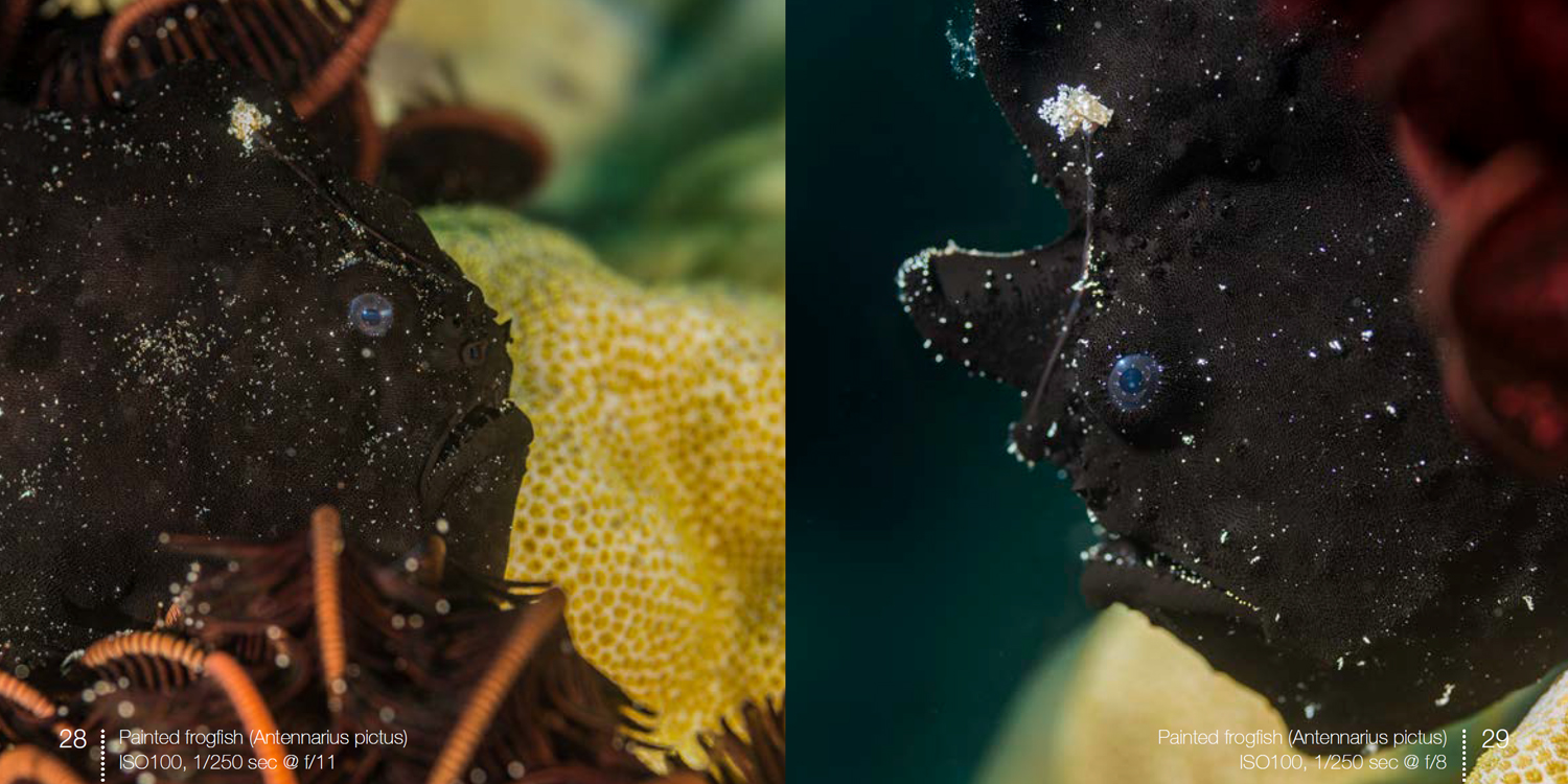Painted frogfish from frogfish e-book