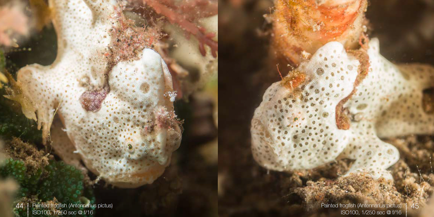 Painted frogfish from frogfish e-book