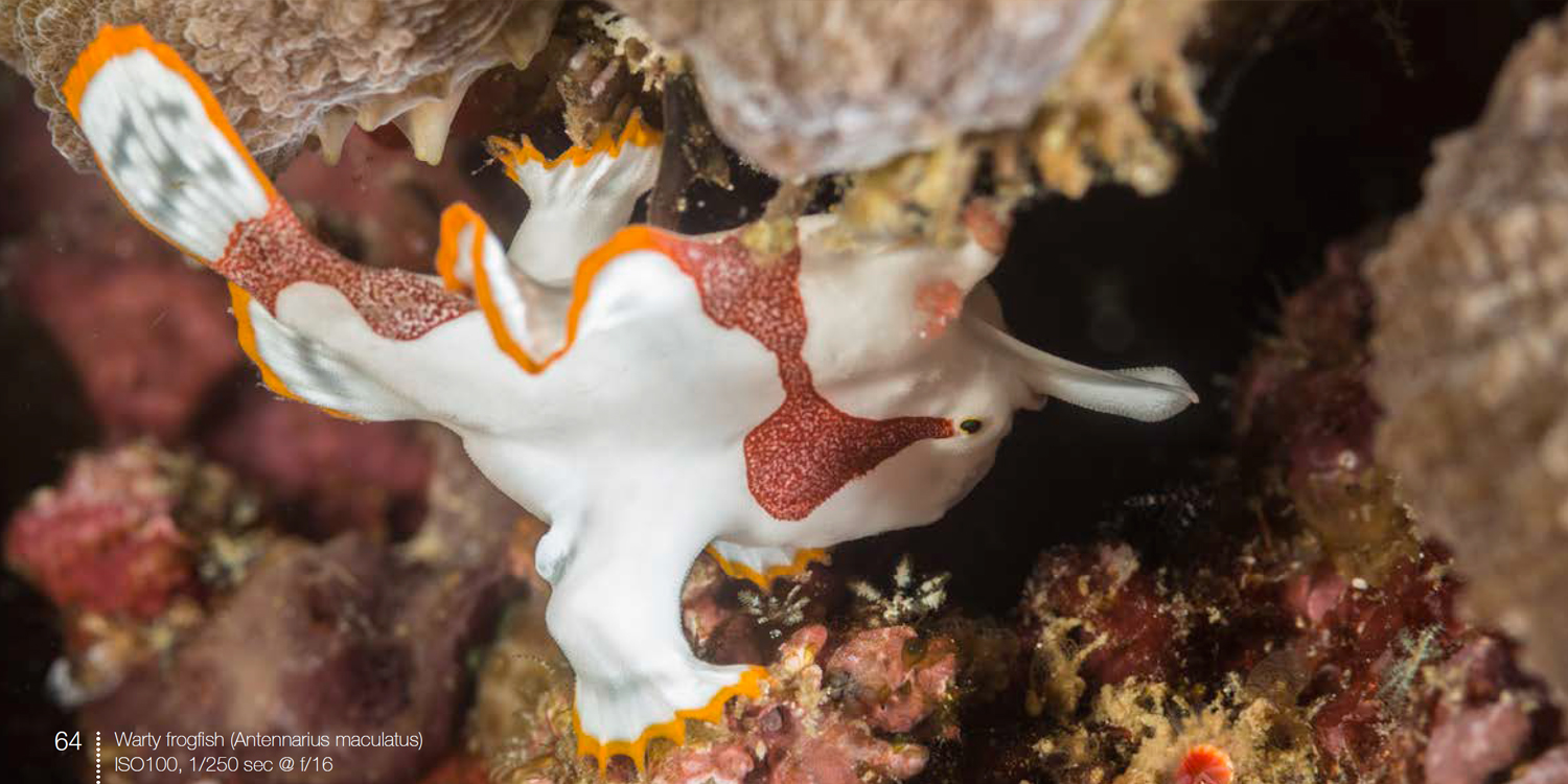 Warty frogfish from frogfish e-book