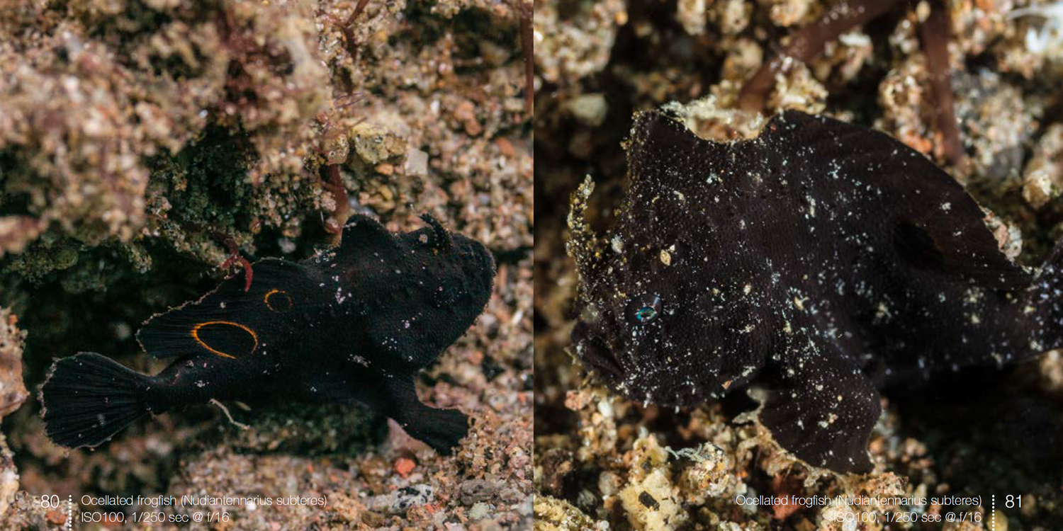 Ocellated frogfish from frogfish e-book
