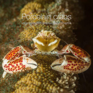 Porcelain crabs e-book cover