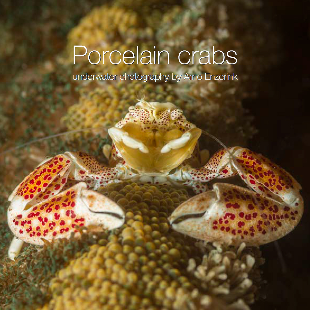 Porcelain crabs e-book cover