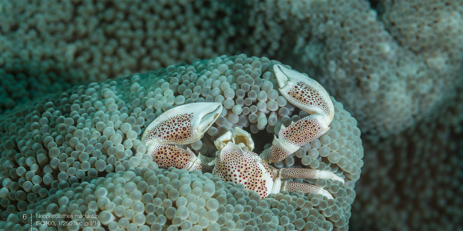 Porcelain crabs spread from e-book