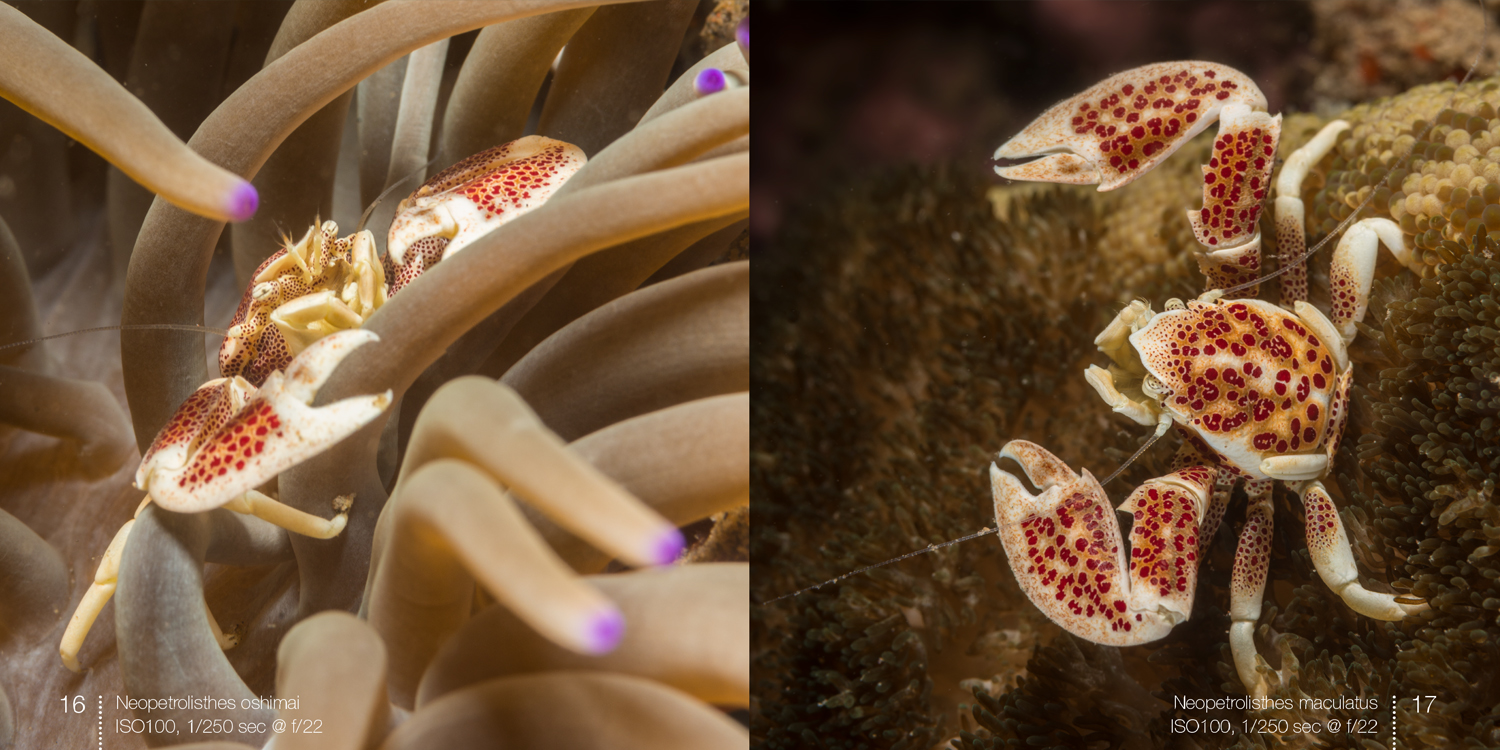 Porcelain crabs spread from e-book